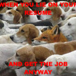When you lie on your resume, and get the job anyway. (Photo of fox among group of hound dogs.)